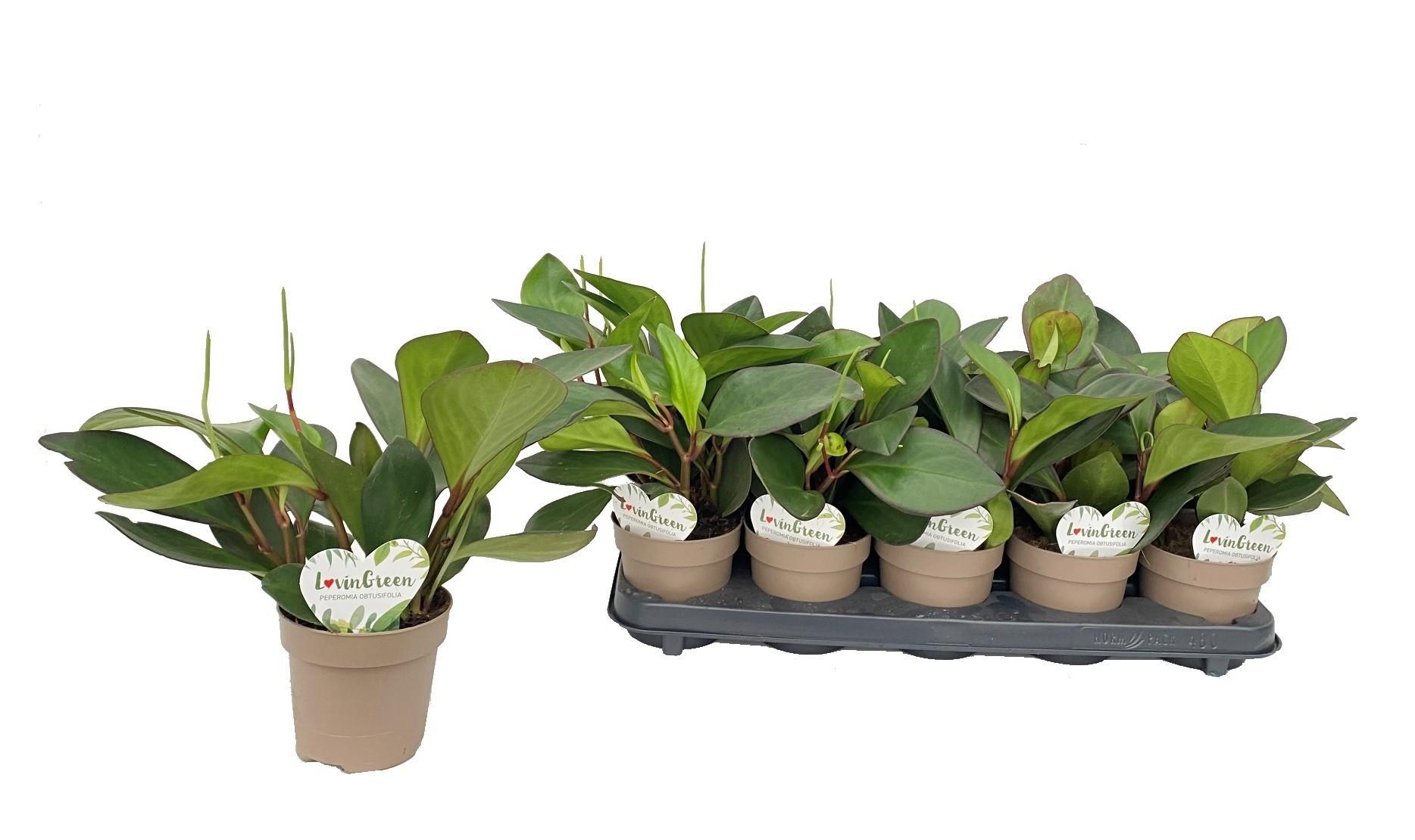 Горшечные цветы и растения оптом Peperomia Clusiifolia от 10шт из Голландии с доставкой по России