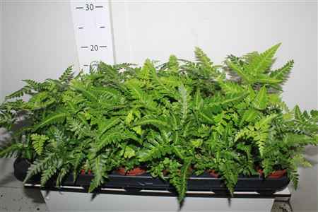 Горшечные цветы и растения оптом Athyrium Ov от 18шт из Голландии с доставкой по России