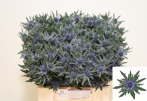 Срезанные цветы оптом Eryngium orion от 60шт из Голландии с доставкой по России