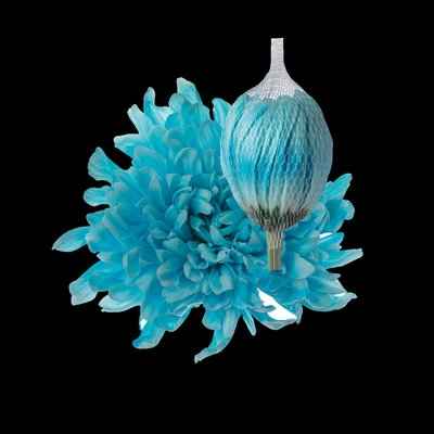 Срезанные цветы оптом Chrys bl paint antonov pastel blue от 40шт из Голландии с доставкой по России