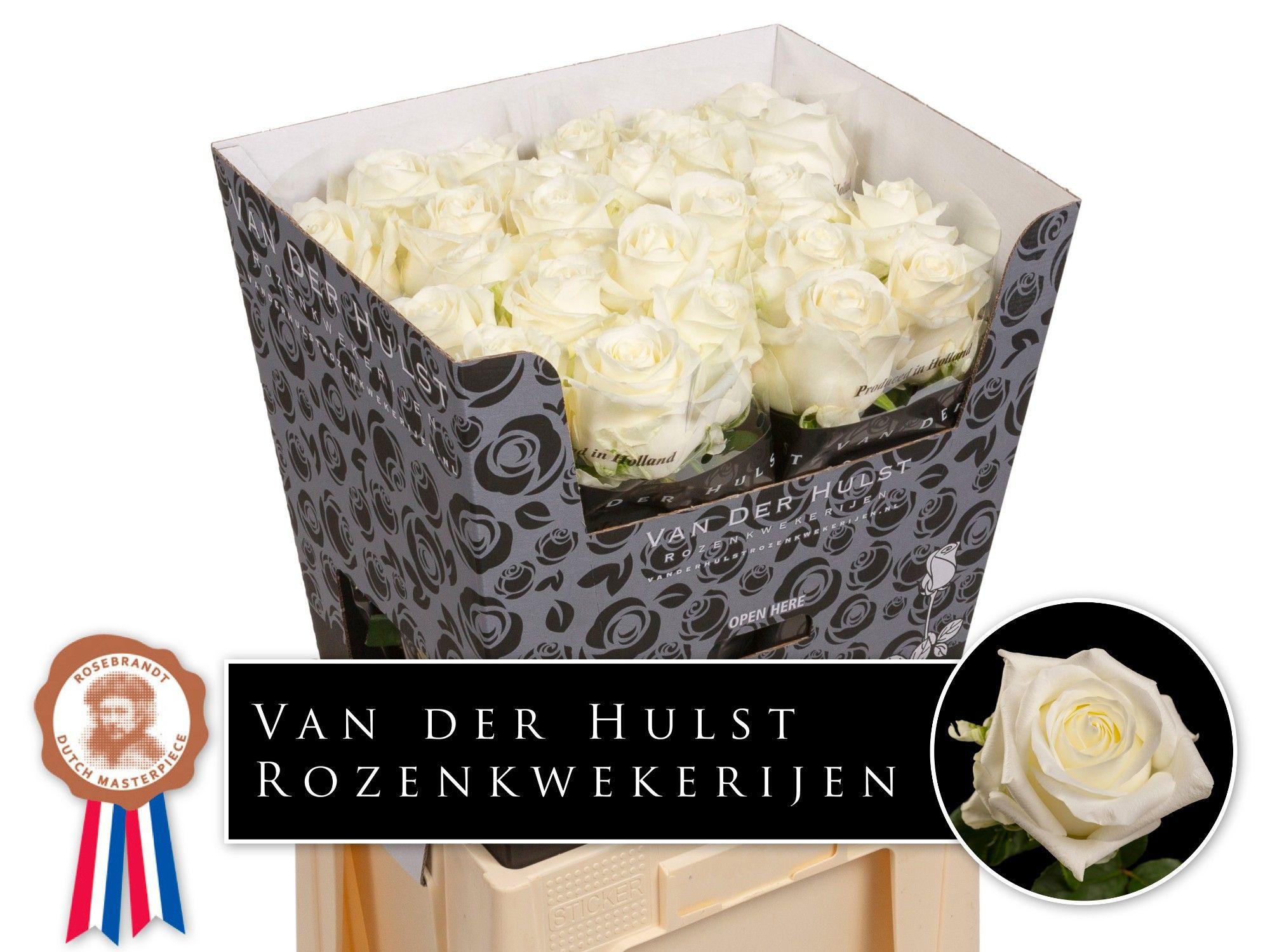 Срезанные цветы оптом Rosa large noelia от 40шт из Голландии с доставкой по России