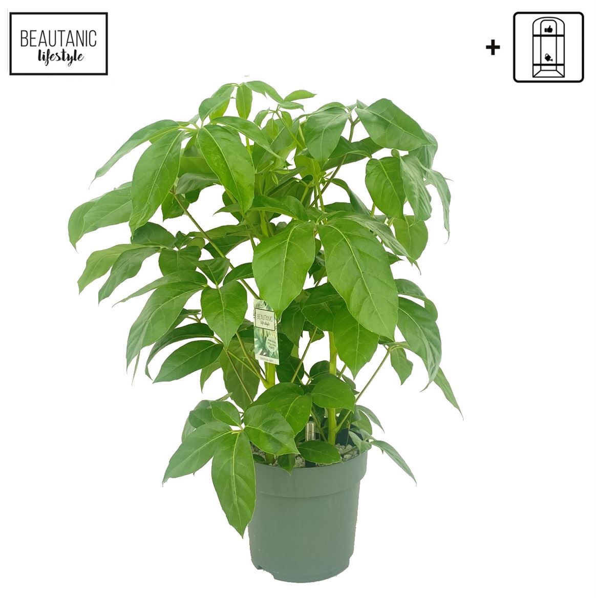 Горшечные цветы и растения оптом Schefflera Amate от 1шт из Голландии с доставкой по России