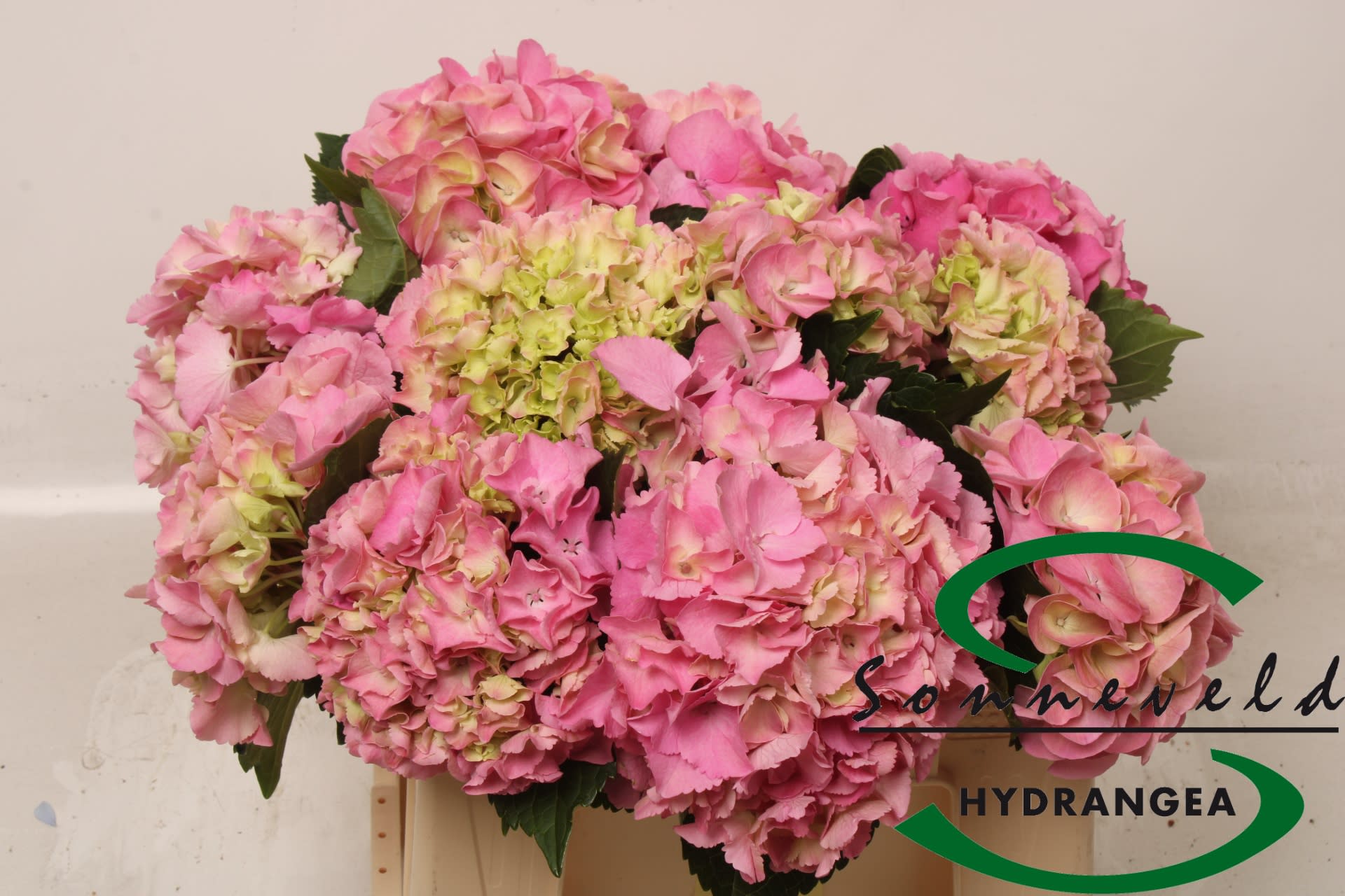 Срезанные цветы оптом Hydrangea от 10шт из Голландии с доставкой по России