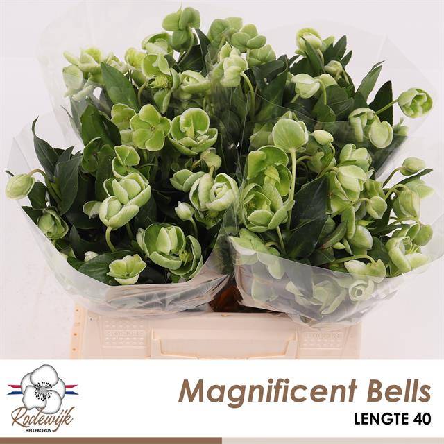 Срезанные цветы оптом Helleborus magnificent bells от 20шт из Голландии с доставкой по России