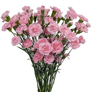 Срезанные цветы оптом Dianthus sp pink от 240шт из Голландии с доставкой по России