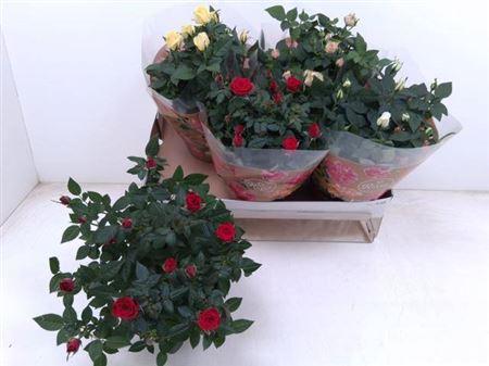 Горшечные цветы и растения оптом Ro Fav Ro Gem 4 Srt Schaal от 4шт из Голландии с доставкой по России