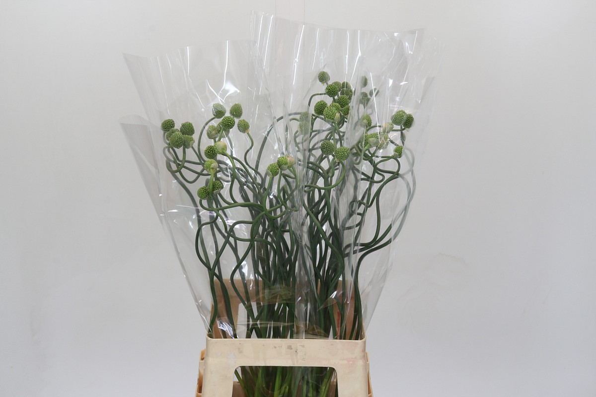 Срезанные цветы оптом Allium green berry от 50шт из Голландии с доставкой по России