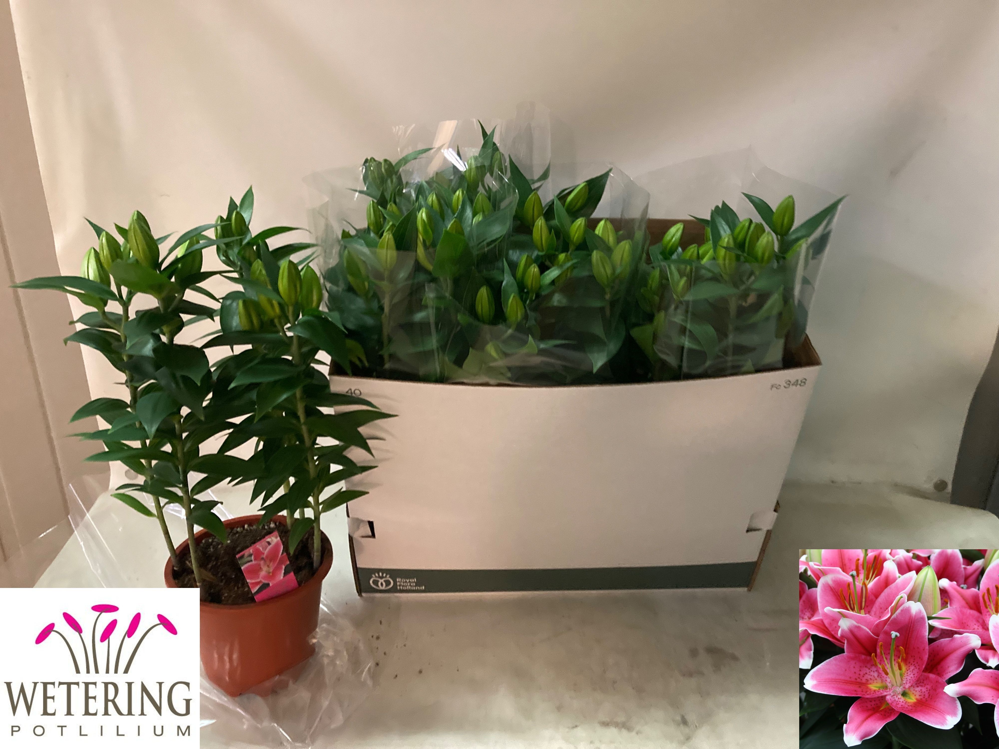 Горшечные цветы и растения оптом Lil Or Sunny Robyn от 5шт из Голландии с доставкой по России