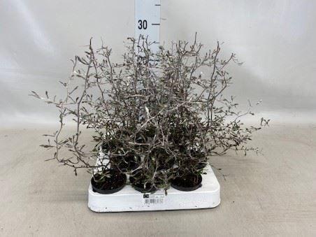 Горшечные цветы и растения оптом Corokia Cotoneaster от 12шт (для телеги) из Голландии с доставкой по России