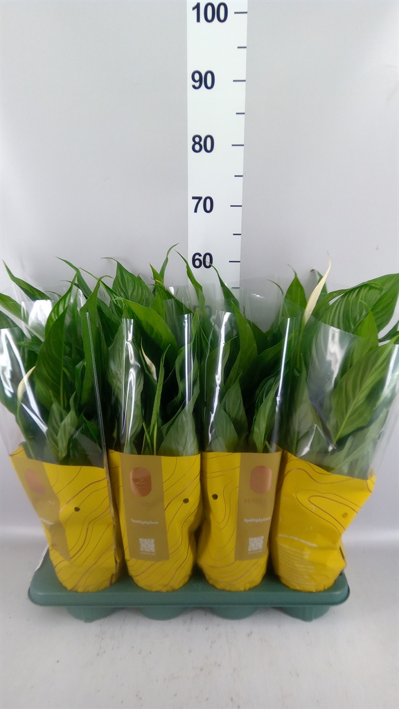 Горшечные цветы и растения оптом Spathiphyllum sweet Chico от 8шт из Голландии с доставкой по России