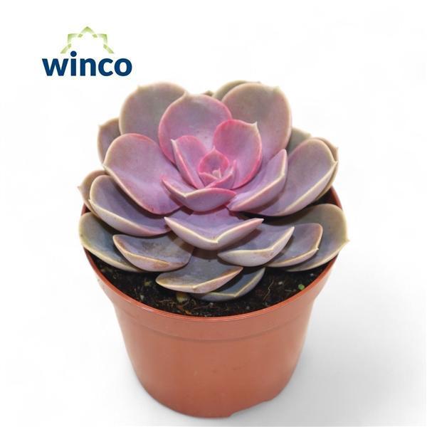 Горшечные цветы и растения оптом Echeveria Perle Von Nurnberg Pink от 18шт (для телеги) из Голландии с доставкой по России