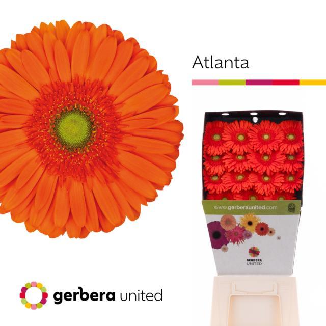 Срезанные цветы оптом Gerbera diamond peptalk от 45шт из Голландии с доставкой по России