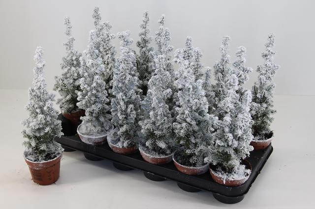 Горшечные цветы и растения оптом Cham Th Top Point Sneeuw P9 от 18шт (для телеги) из Голландии с доставкой по России