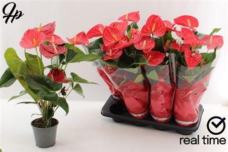 Горшечные цветы и растения оптом Anthu An Casparo 4+ от 8шт из Голландии с доставкой по России