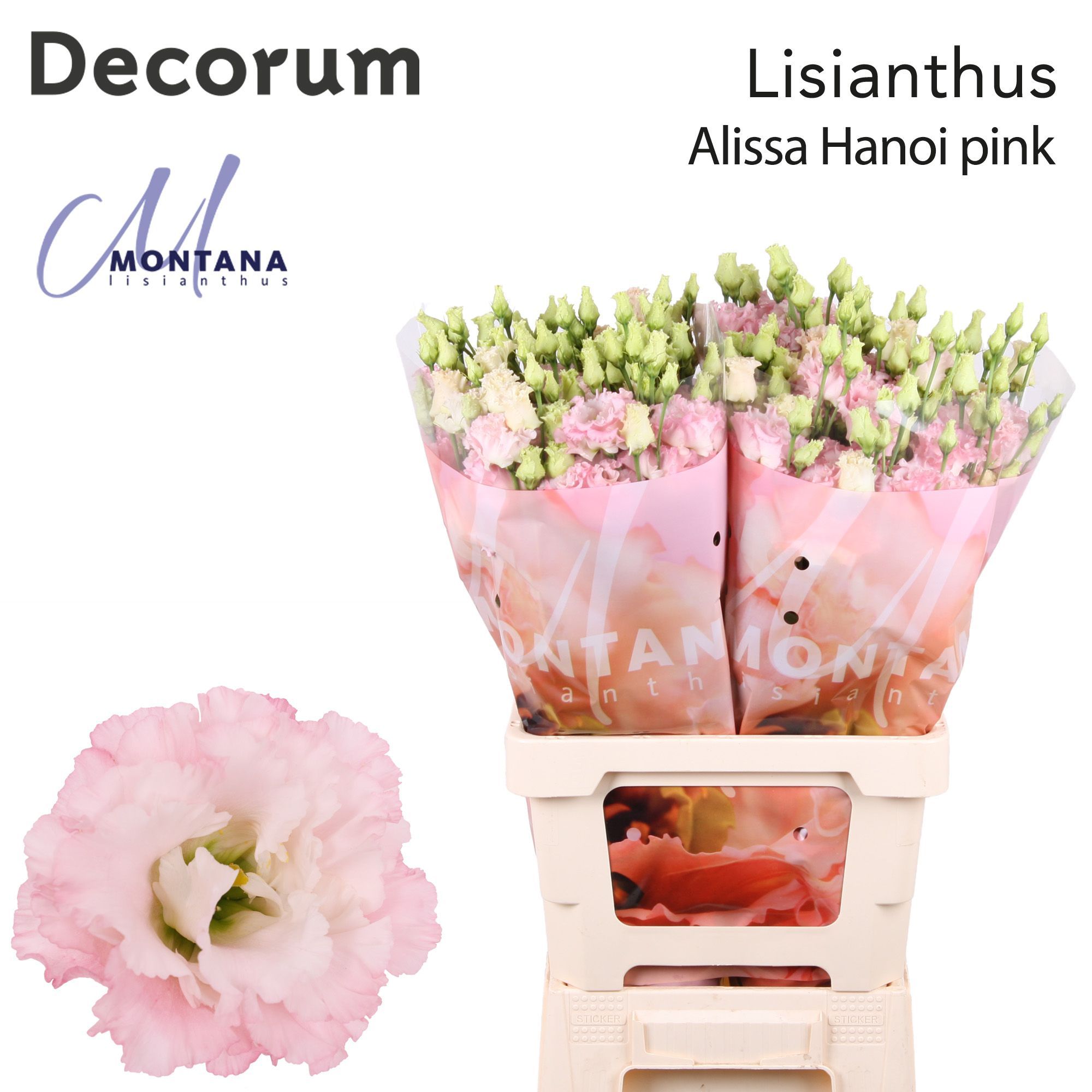 Срезанные цветы оптом Lisianthus do alissa pink от 20шт из Голландии с доставкой по России