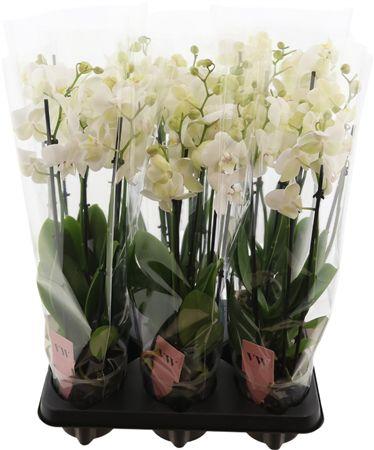 Горшечные цветы и растения оптом Phal Wit Inverness 5 Tak от 6шт из Голландии с доставкой по России