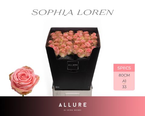 Срезанные цветы оптом Rosa large sophia loren Allure от 40шт из Голландии с доставкой по России