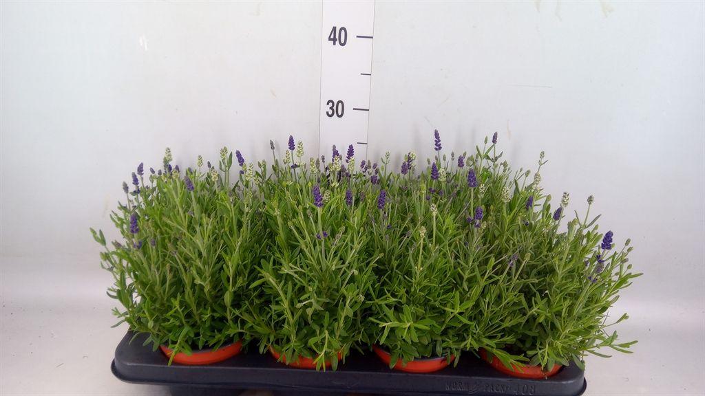 Горшечные цветы и растения оптом Lavandula Angus. от 8шт из Голландии с доставкой по России