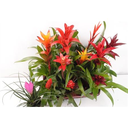 Горшечные цветы и растения оптом Bromelia Mix от 12шт из Голландии с доставкой по России