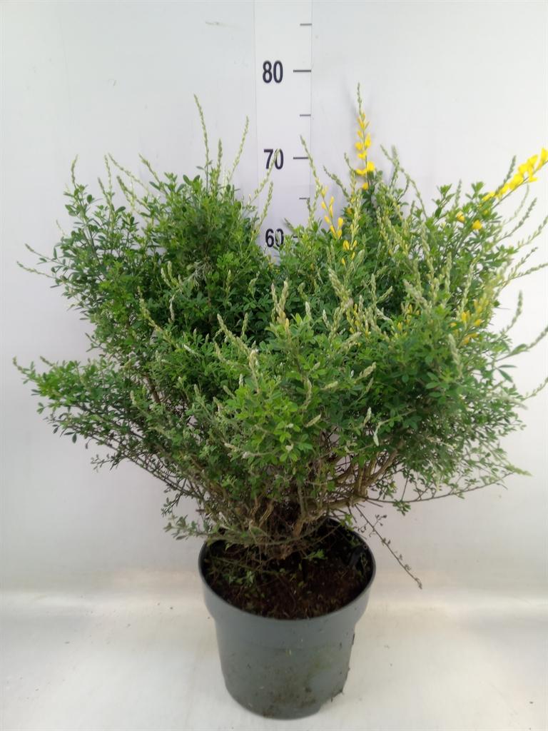 Горшечные цветы и растения оптом Genista Spachiana от 1шт из Голландии с доставкой по России