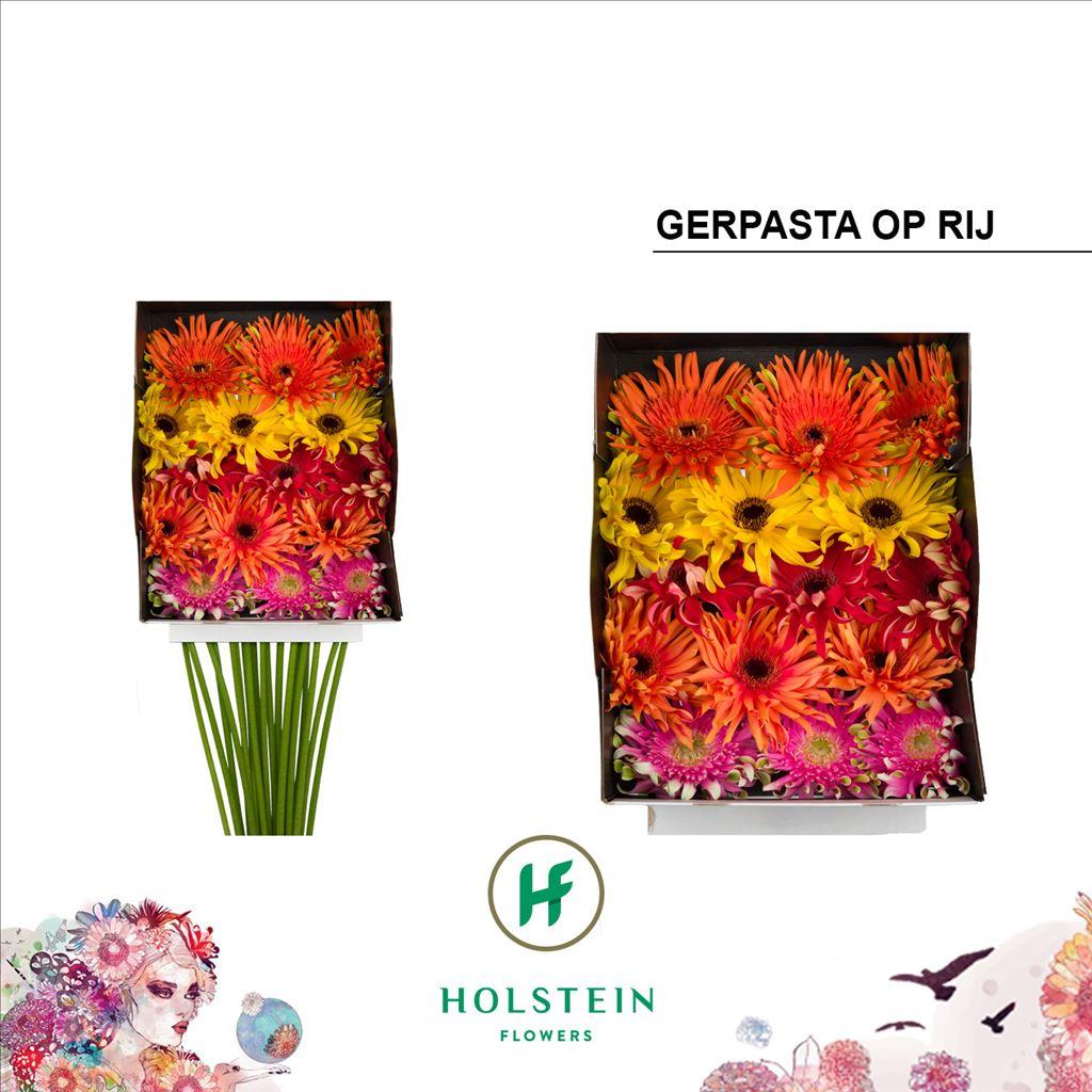 Срезанные цветы оптом Gerbera diamond gerpasta mix от 15шт из Голландии с доставкой по России