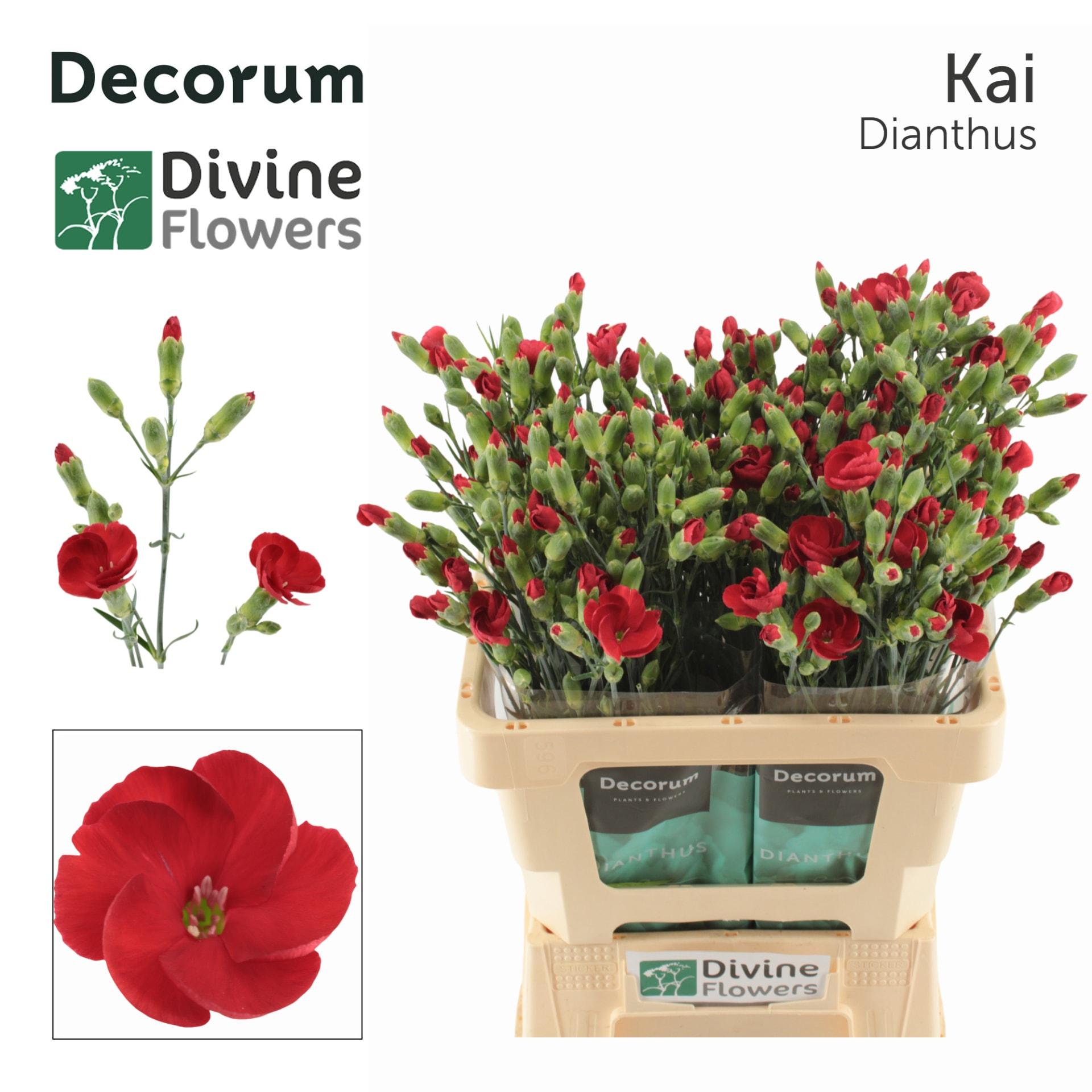 Срезанные цветы оптом Dianthus sp solomio kai от 60шт из Голландии с доставкой по России
