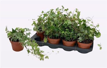 Горшечные цветы и растения оптом Hedera Mix от 8шт из Голландии с доставкой по России