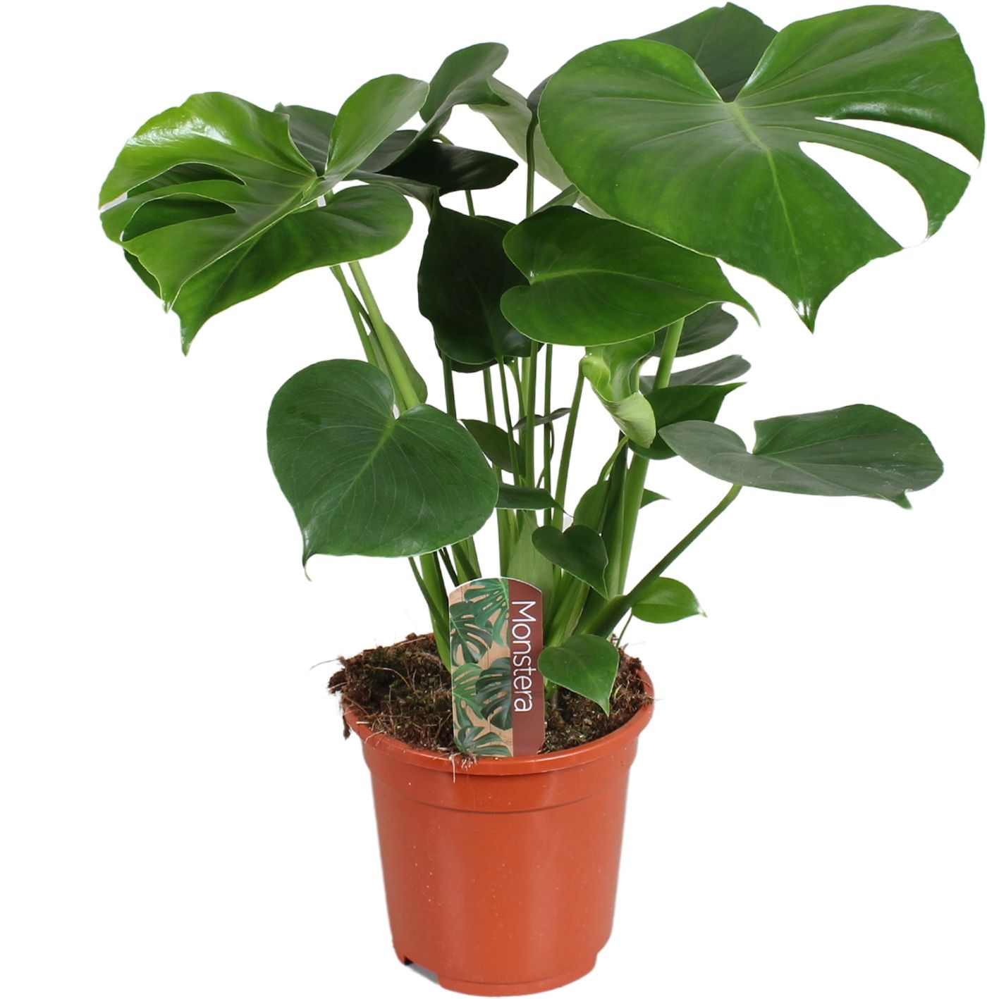 Горшечные цветы и растения оптом Monstera Deliciosa 7pp от 6шт из Голландии с доставкой по России Горшечные цветы и растения оптом Monstera Deliciosa 7pp от 6шт из Голландии с доставкой по России