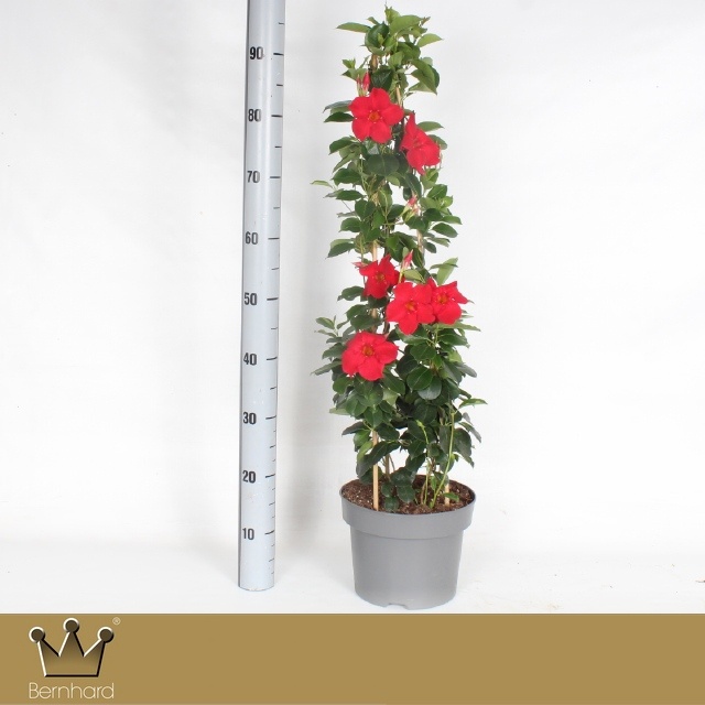 Горшечные цветы и растения оптом Mande Sun Red от 1шт из Голландии с доставкой по России