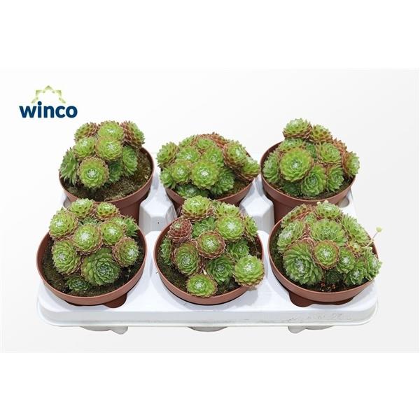 Горшечные цветы и растения оптом Sempervivum Arachnoidum от 6шт из Голландии с доставкой по России