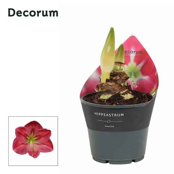 Горшечные цветы и растения оптом Hipp Sweet Pink 2pp Extra Op (decorum) от 7шт из Голландии с доставкой по России