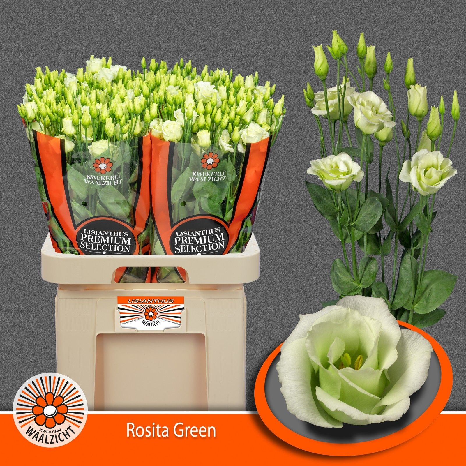 Срезанные цветы оптом Lisianthus do rosita green от 40шт из Голландии с доставкой по России