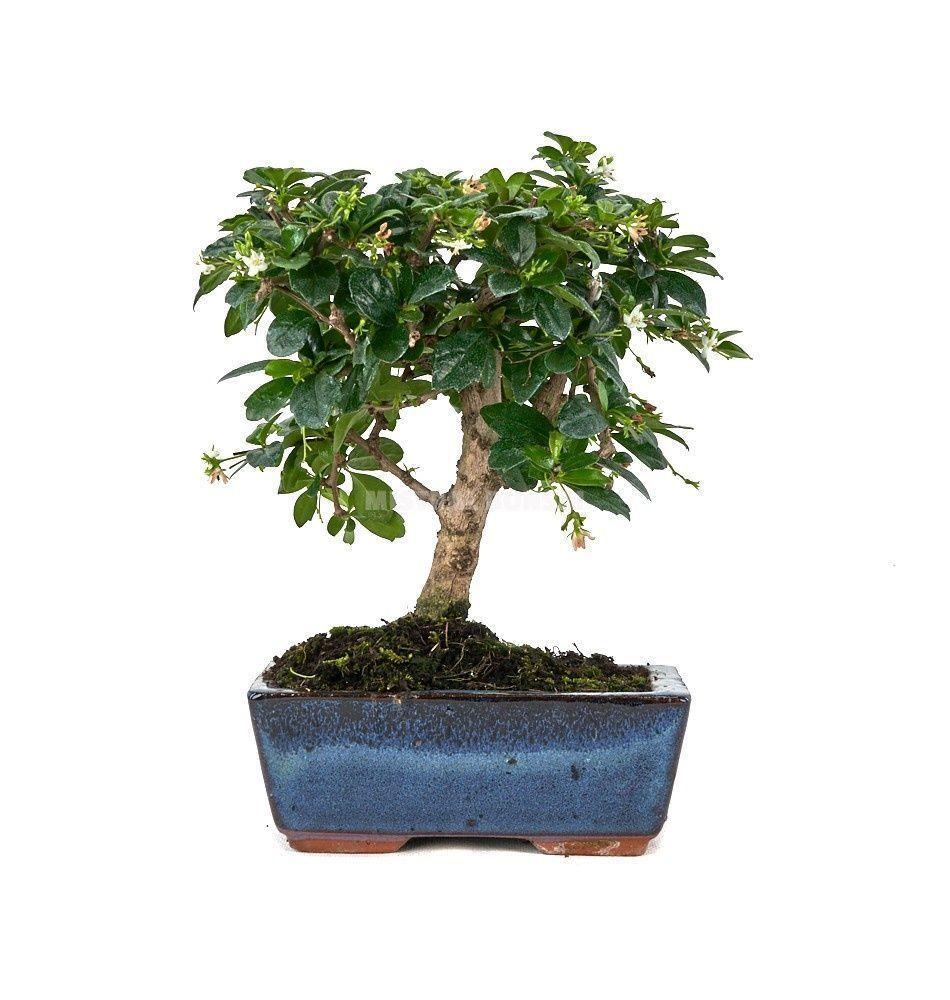 Горшечные цветы и растения оптом Carmona Retusa от 10шт из Голландии с доставкой по России Горшечные цветы и растения оптом Carmona Retusa от 10шт из Голландии с доставкой по России