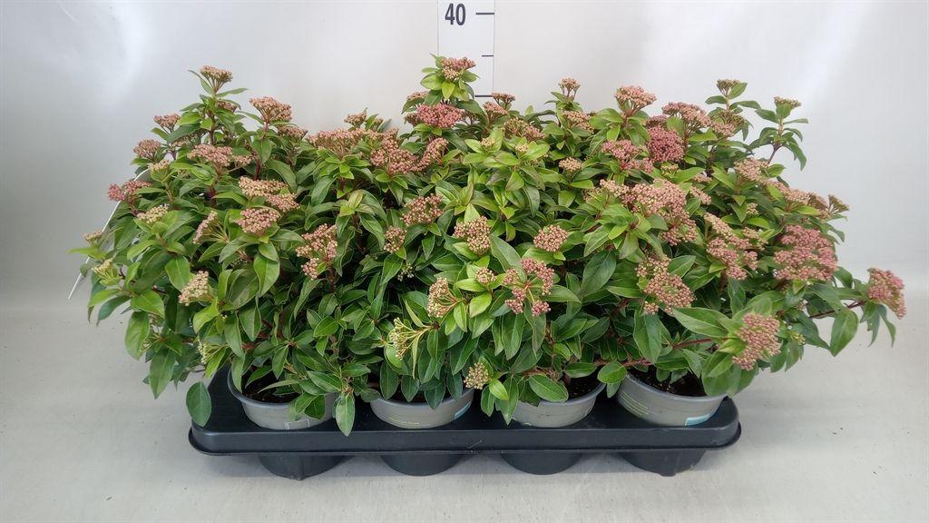 Горшечные цветы и растения оптом Viburnum Tinus от 8шт из Голландии с доставкой по России