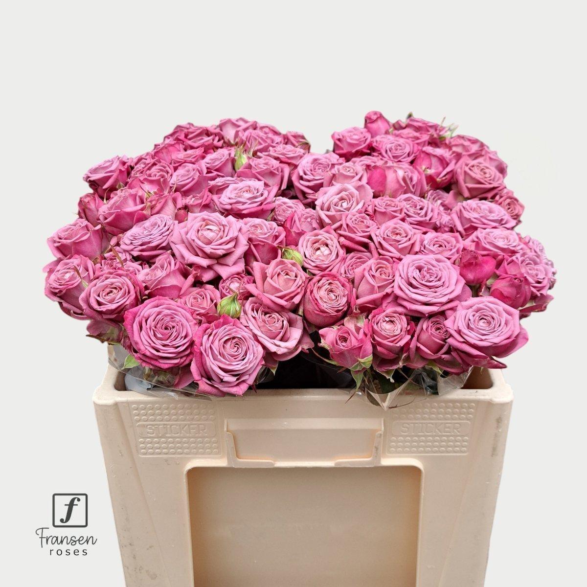 Срезанные цветы оптом Rosa spray purple queen от 40шт из Голландии с доставкой по России