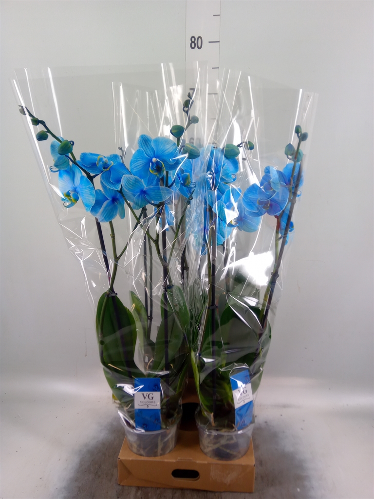 Горшечные цветы и растения оптом Phalaenopsis   ... от 4шт из Голландии с доставкой по России