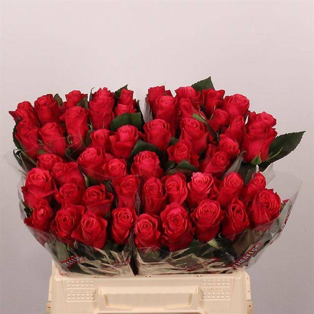 Срезанные цветы оптом Rosa large tacazzi+ от 50шт.. из Голландии с доставкой по России