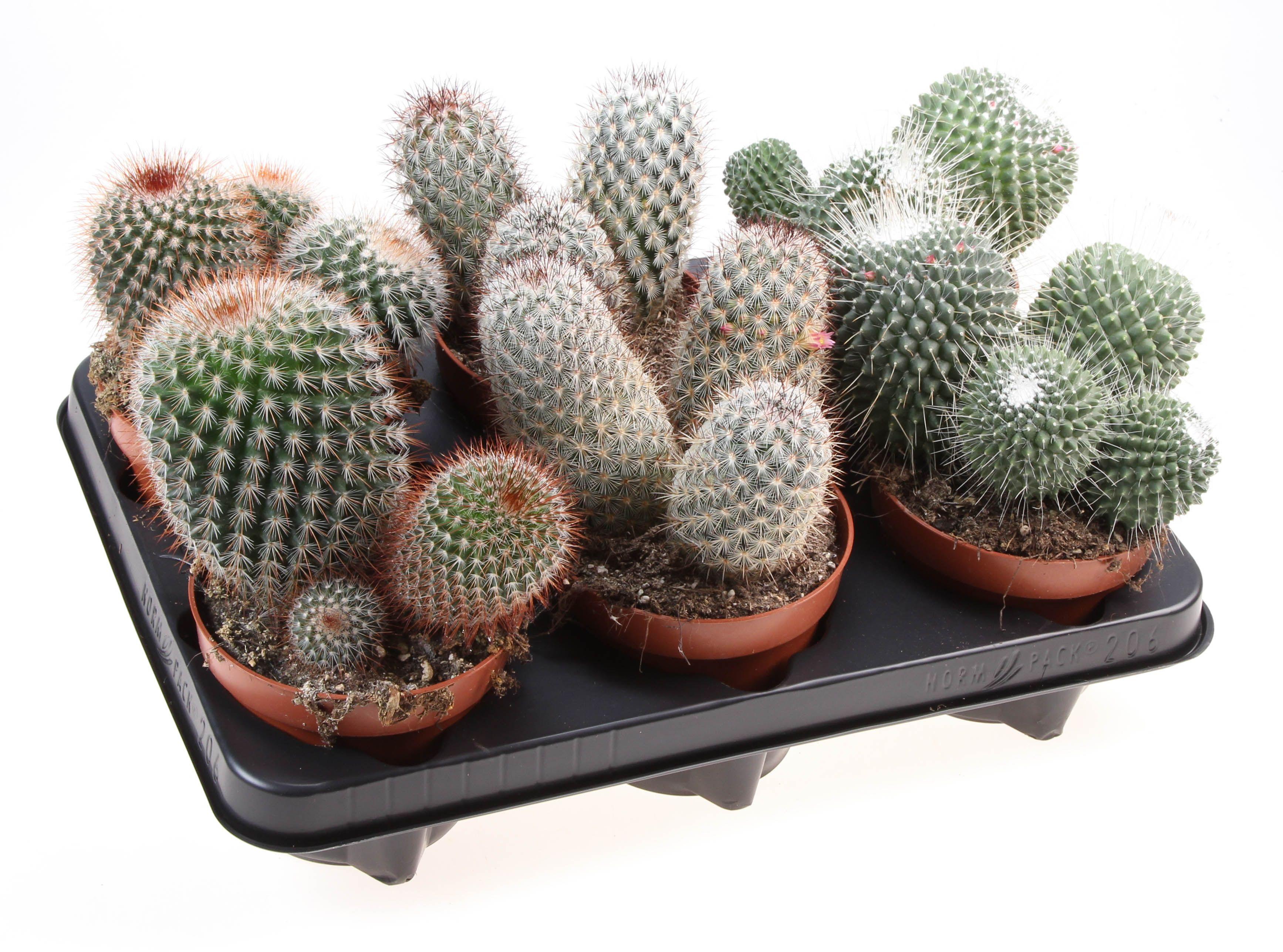 Горшечные цветы и растения оптом Mammillaria Mix от 6шт из Голландии с доставкой по России