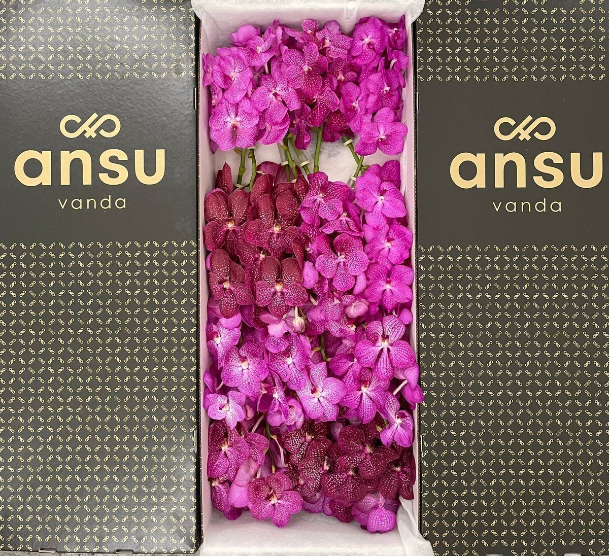 Срезанные цветы оптом Vanda mix pink per stem от 8шт. из Голландии с доставкой по России