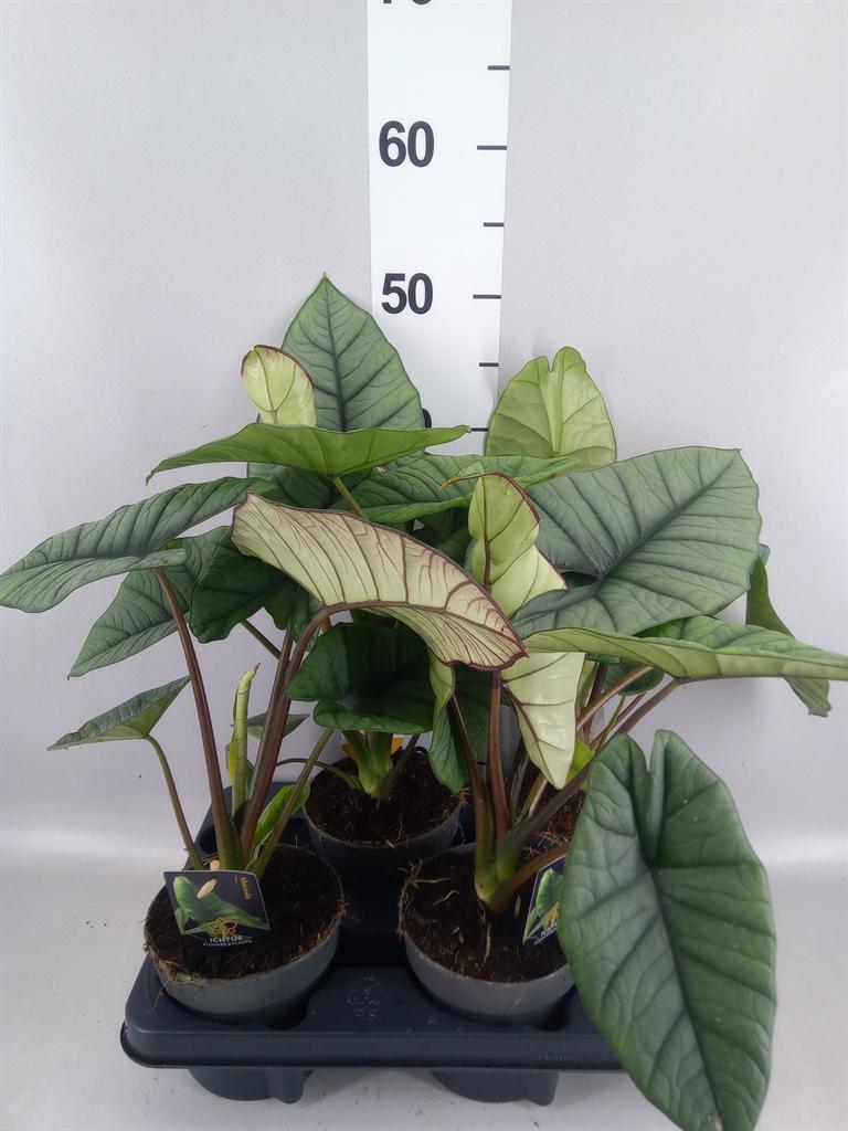 Горшечные цветы и растения оптом Alocasia ... от 4шт (для телеги) из Голландии с доставкой по России