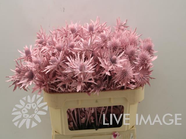 Срезанные цветы оптом Eryngium orion paint pink light от 30шт из Голландии с доставкой по России