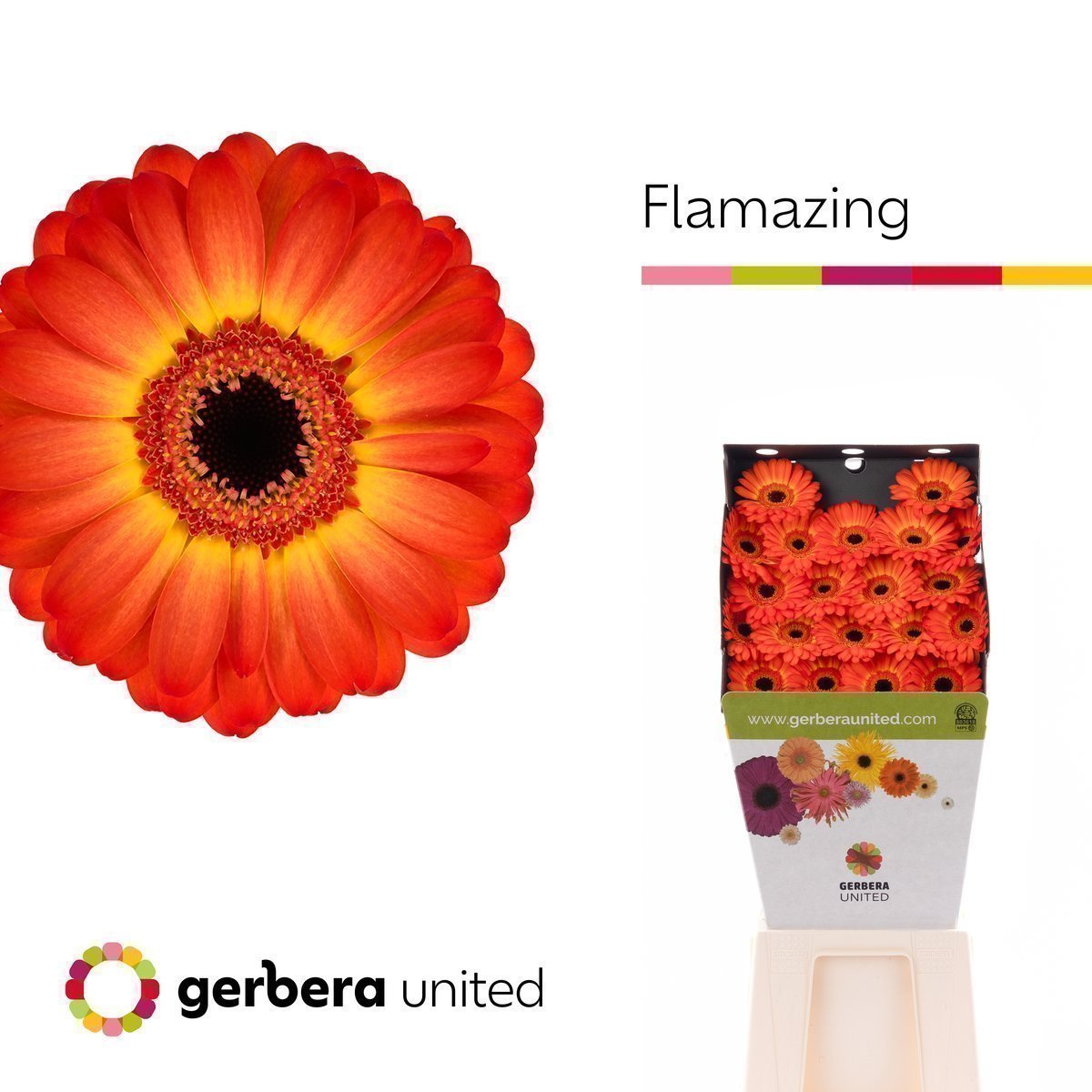 Срезанные цветы оптом Germini diamond flamazing от 80шт из Голландии с доставкой по России