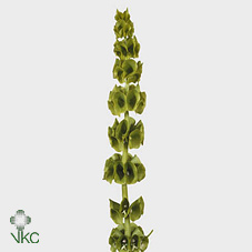 Срезанные цветы оптом Moluccella green от 50шт из Голландии с доставкой по России