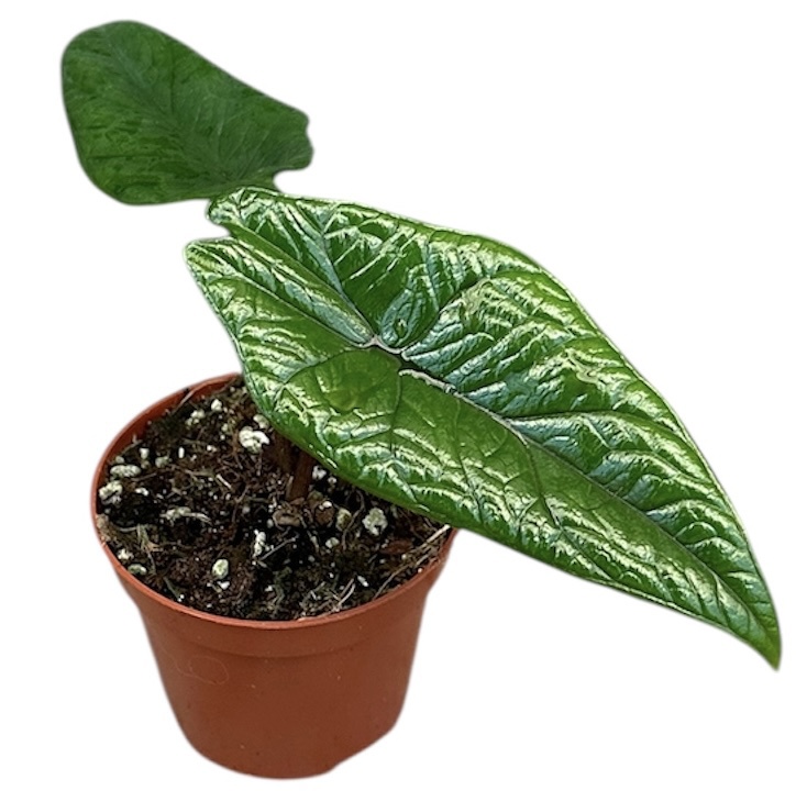 Горшечные цветы и растения оптом Alocasia Scalprum от 1шт (для телеги) из Голландии с доставкой по России