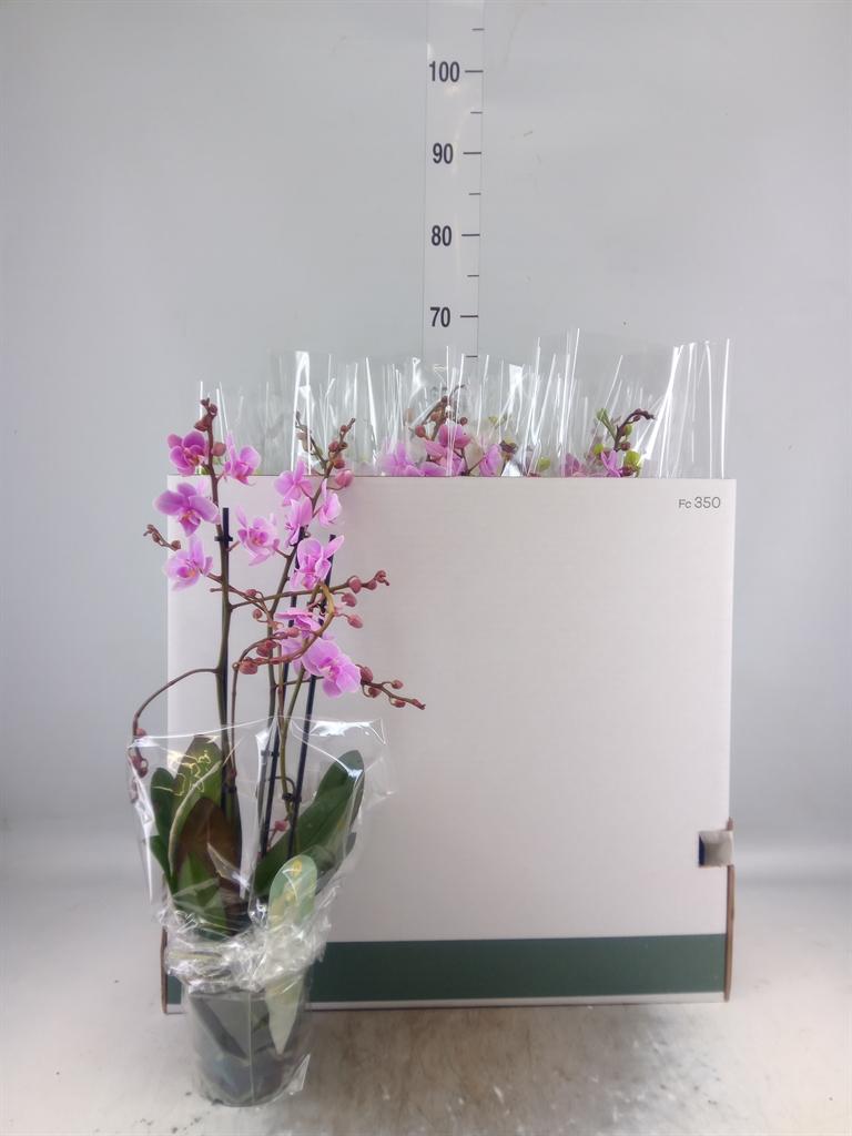 Горшечные цветы и растения оптом Phalaenopsis Multi.   ...mix  6 от 12шт из Голландии с доставкой по России