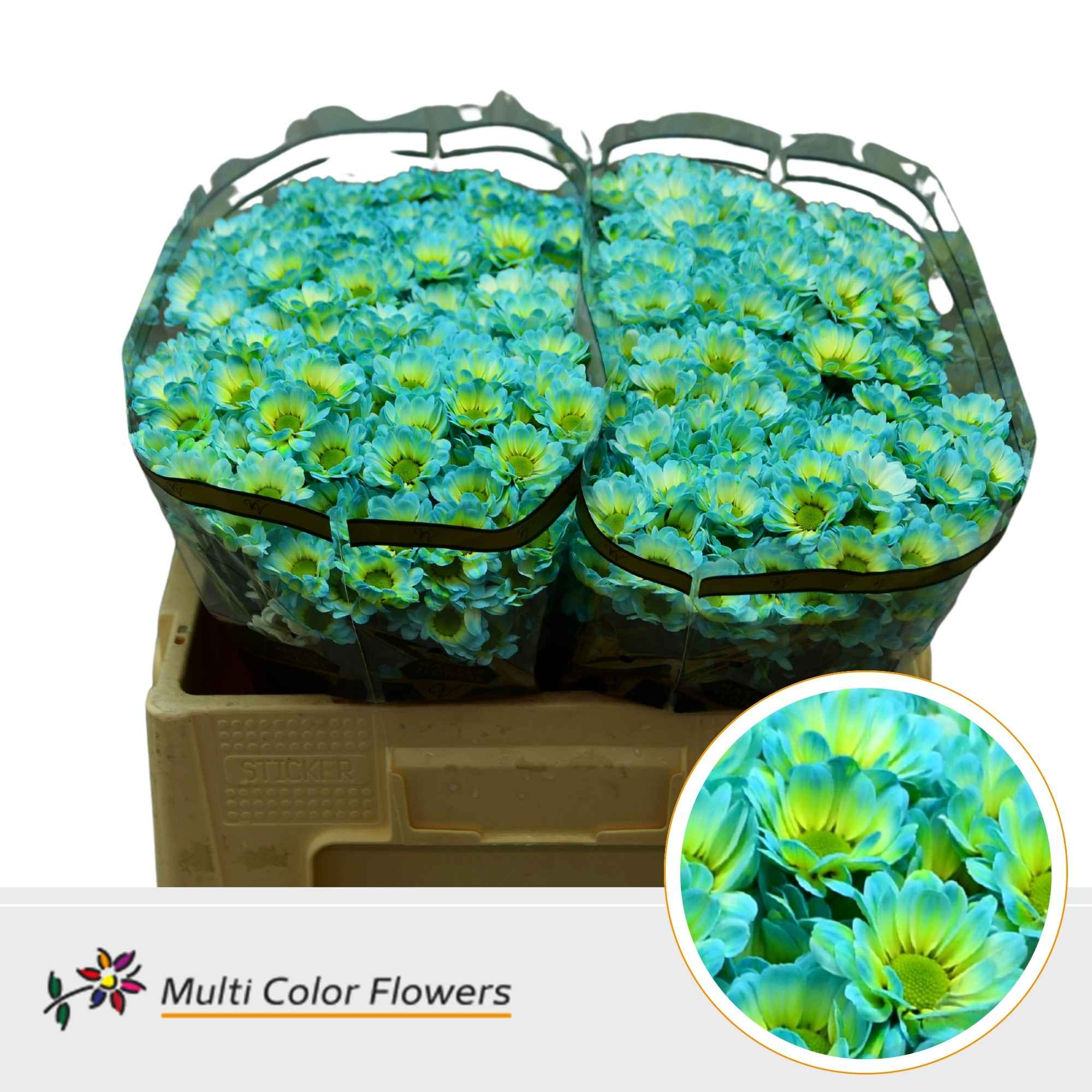 Срезанные цветы оптом Chrys sa paint bowie bubblegum от 50шт из Голландии с доставкой по России