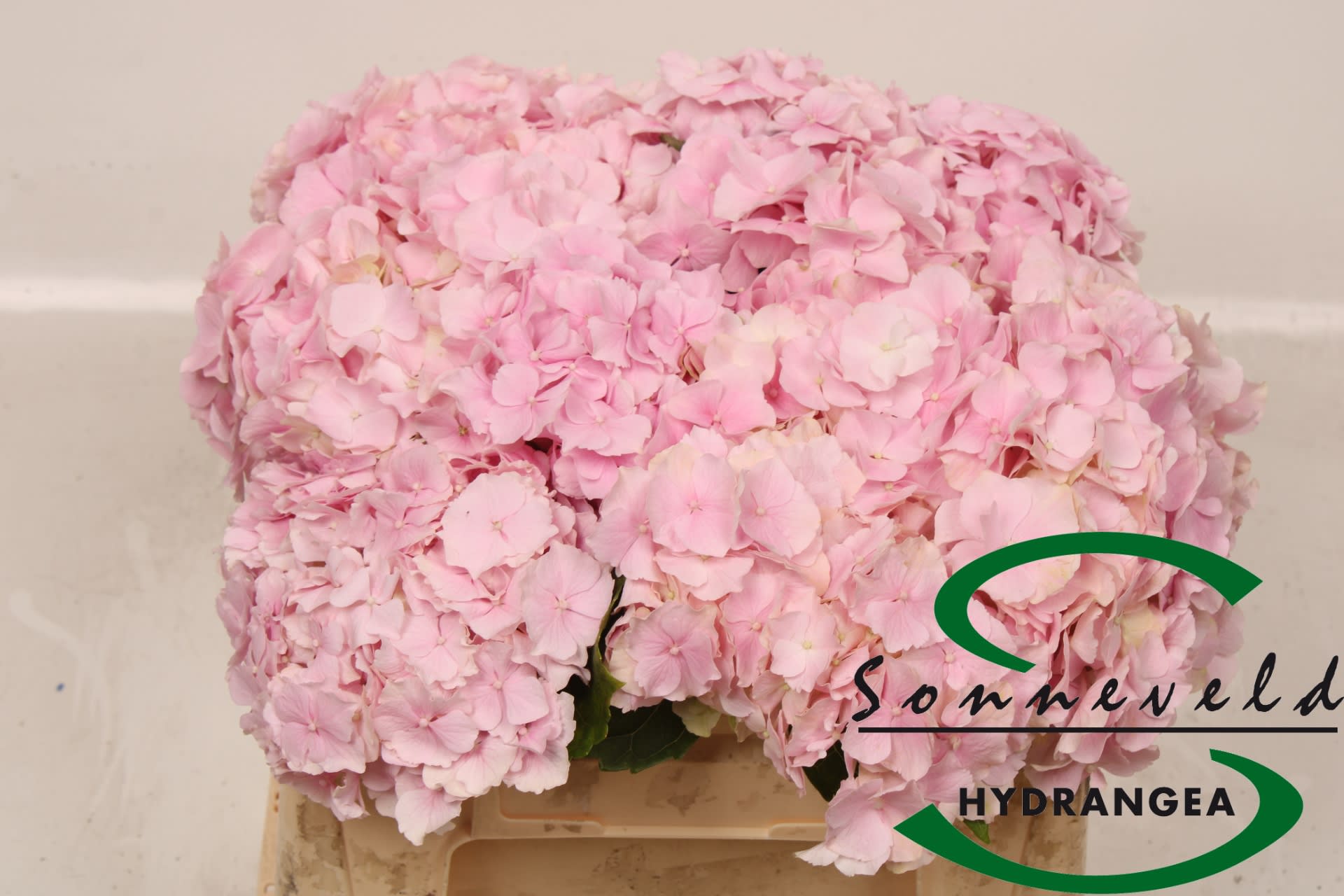 Срезанные цветы оптом Hydrangea verena pink-green от 10шт из Голландии с доставкой по России