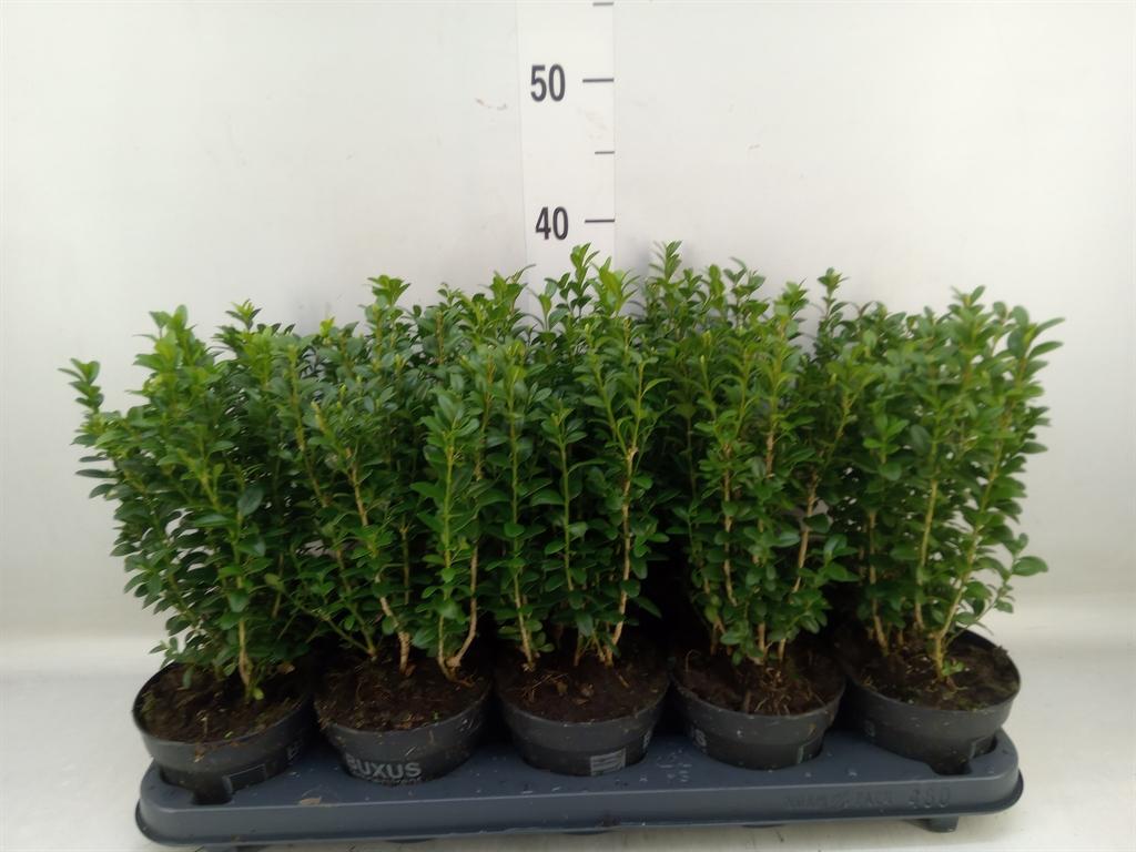 Горшечные цветы и растения оптом Buxus Semp.   ... от 10шт из Голландии с доставкой по России