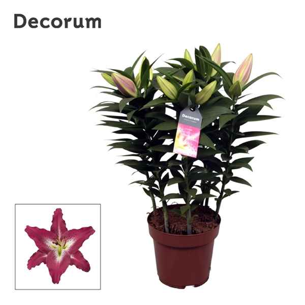Горшечные цветы и растения оптом Lilium Or Entertainer 3pp (decorum) от 6шт из Голландии с доставкой по России