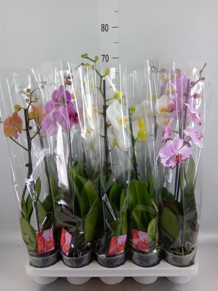 Горшечные цветы и растения оптом Phal 1st Mix 9+ (konst) от 10шт из Голландии с доставкой по России
